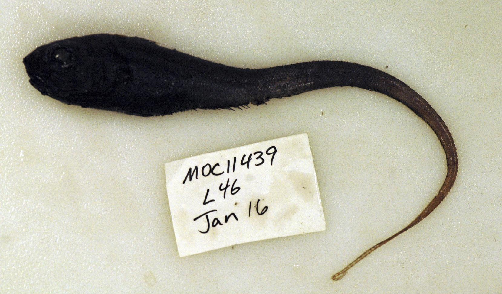 ภาพ ปลา sulcatus (Trachonurus sulcatus)