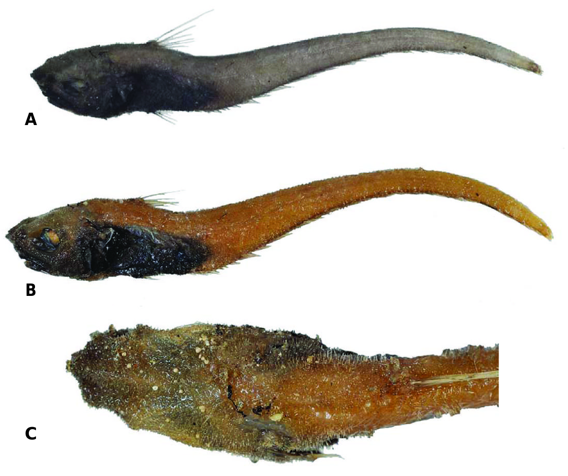 ภาพ ปลา villosus (Trachonurus villosus)
