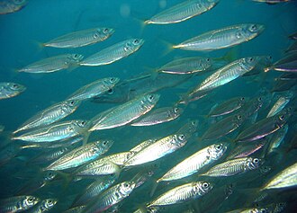 ภาพ ปลา declivis (Trachurus declivis)