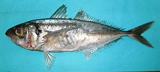 ภาพ ปลา indicus (Trachurus indicus)