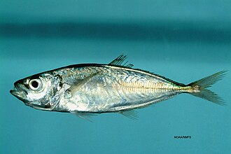 ภาพ ปลา lathami (Trachurus lathami)