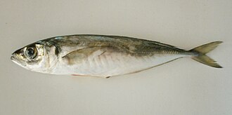 ภาพ ปลา mediterraneus (Trachurus mediterraneus)