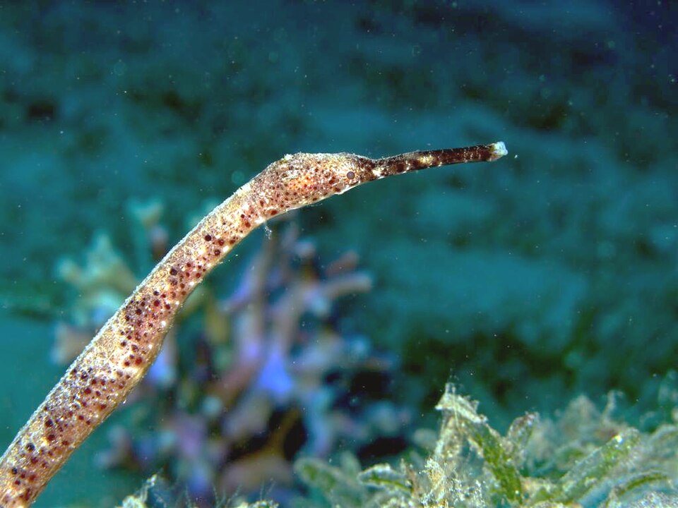 ภาพ ปลาจิ้มฟันจระเข้ bicoarctatus (Trachyrhamphus bicoarctatus)