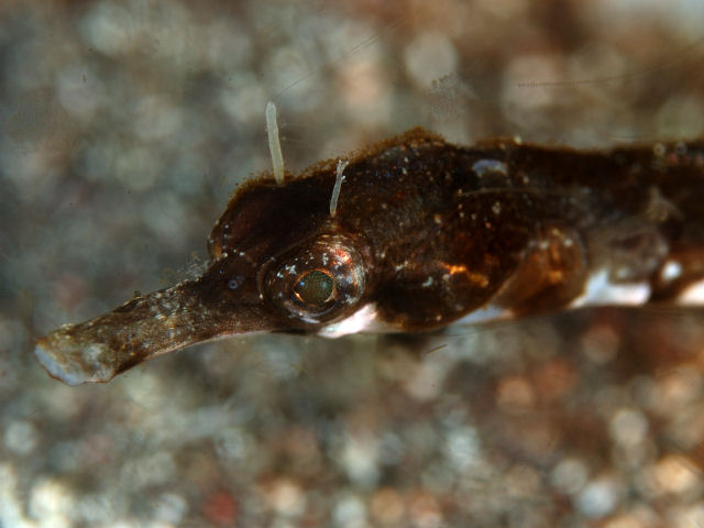 ภาพ ปลาจิ้มฟันจระเข้ serratus (Trachyrhamphus serratus)