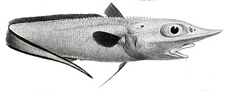 ภาพ ปลา murrayi (Trachyrincus murrayi)