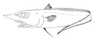 ภาพ ปลา scabrus (Trachyrincus scabrus)