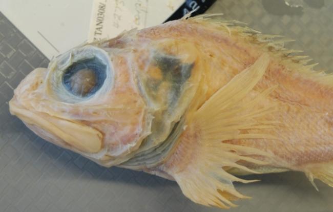 ภาพ ปลา carnomagula (Trachyscorpia carnomagula)