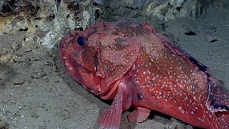 ภาพ ปลา cristulata (Trachyscorpia cristulata)
