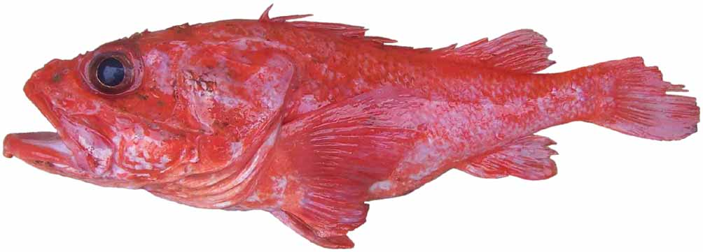 ภาพ ปลา verai (Trachyscorpia verai)