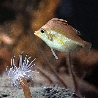 ภาพ ปลา anomalus (Triacanthodes anomalus)