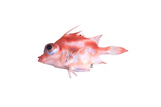 ภาพ ปลา ethiops (Triacanthodes ethiops)