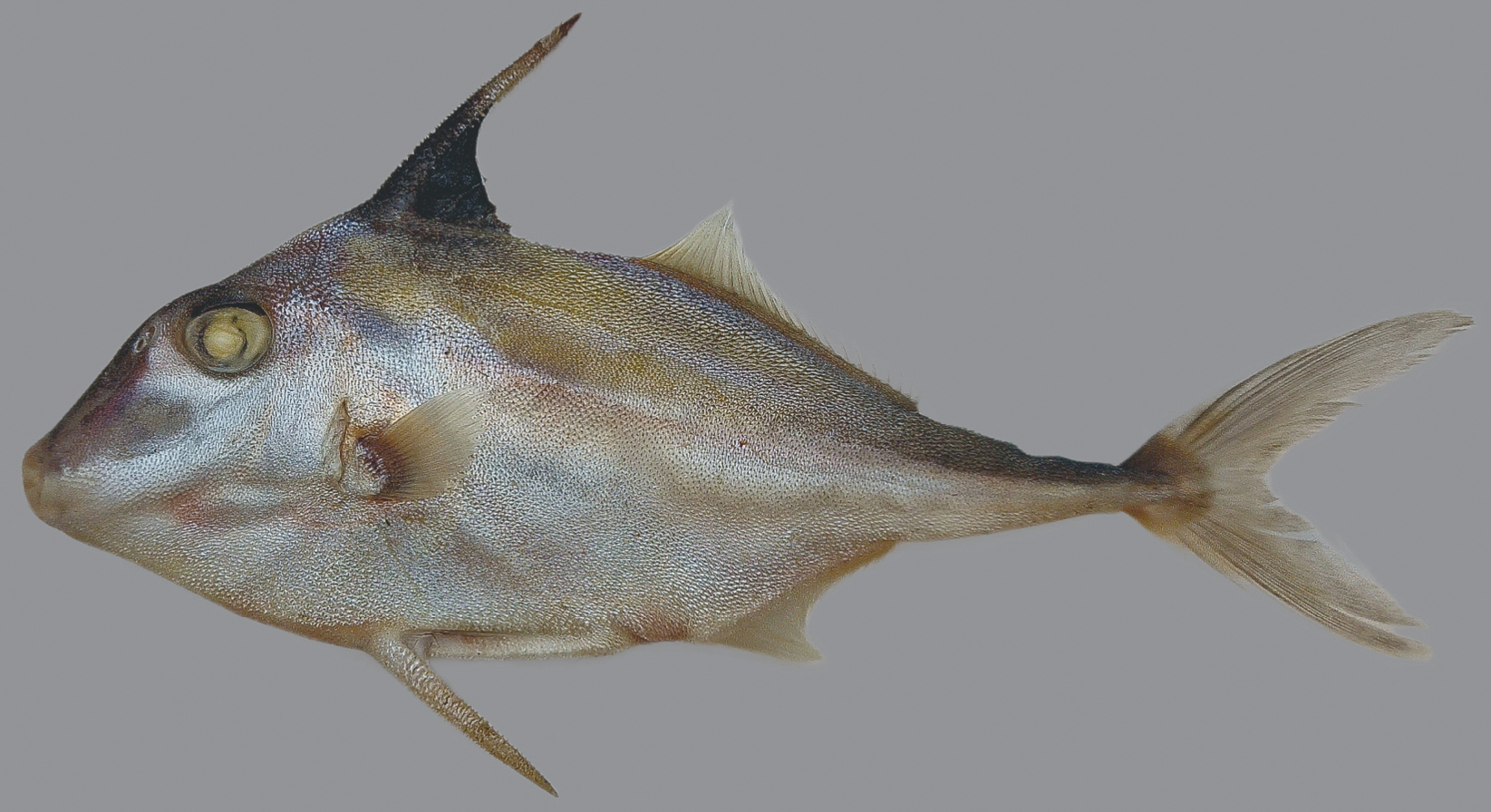 ภาพ ปลา biaculeatus (Triacanthus biaculeatus)