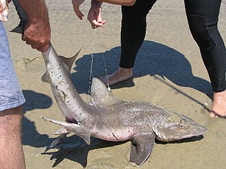 ภาพ ปลา megalopterus (Triakis megalopterus)