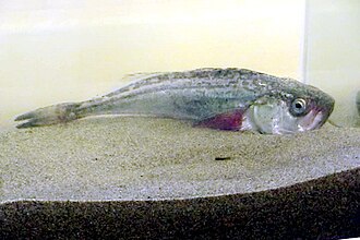 ภาพ ปลา trichodon (Trichodon trichodon)
