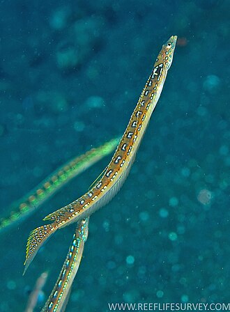 ภาพ ปลา elegans (Trichonotus elegans)