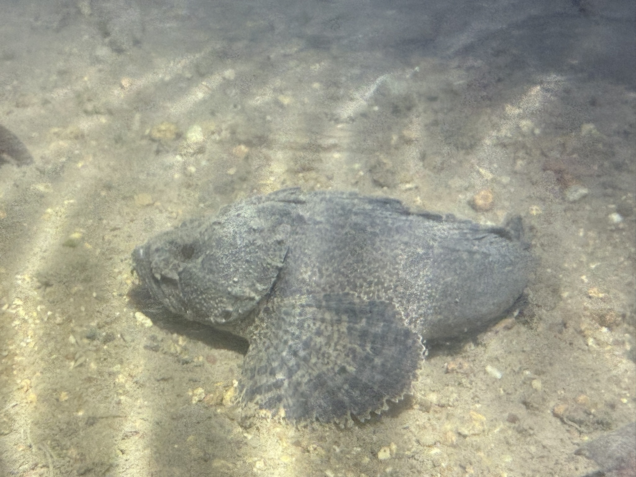 ภาพ ปลาหัวโขนเล็ก (Trichosomus trachinoides)