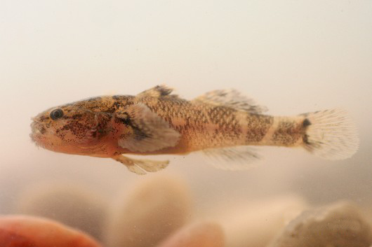 ภาพ ปลาบู่บู่ (Tridentiger barbatus)