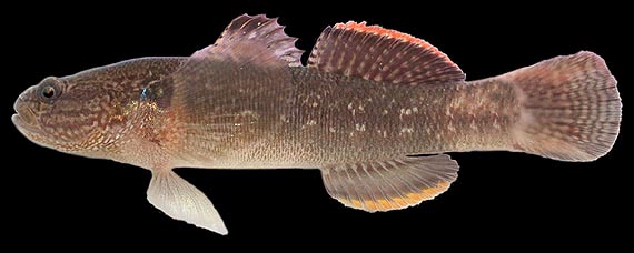 ภาพ ปลาบู่ลายหินอ่อนบู่ (Tridentiger bifasciatus)