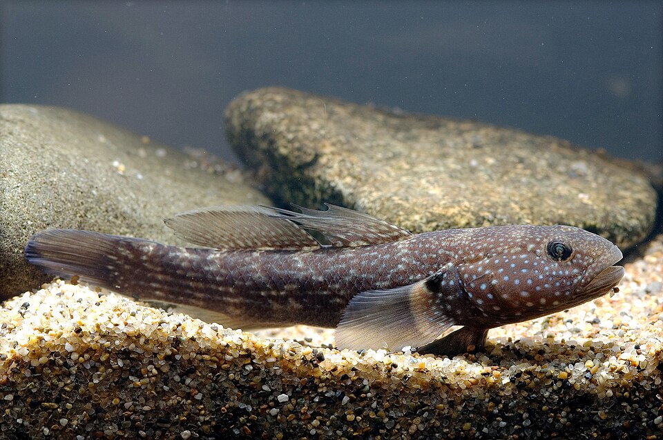 ภาพ ปลาบู่บู่ (Tridentiger brevispinis)