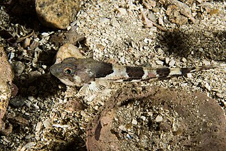 ภาพ ปลา murrayi (Triglops murrayi)