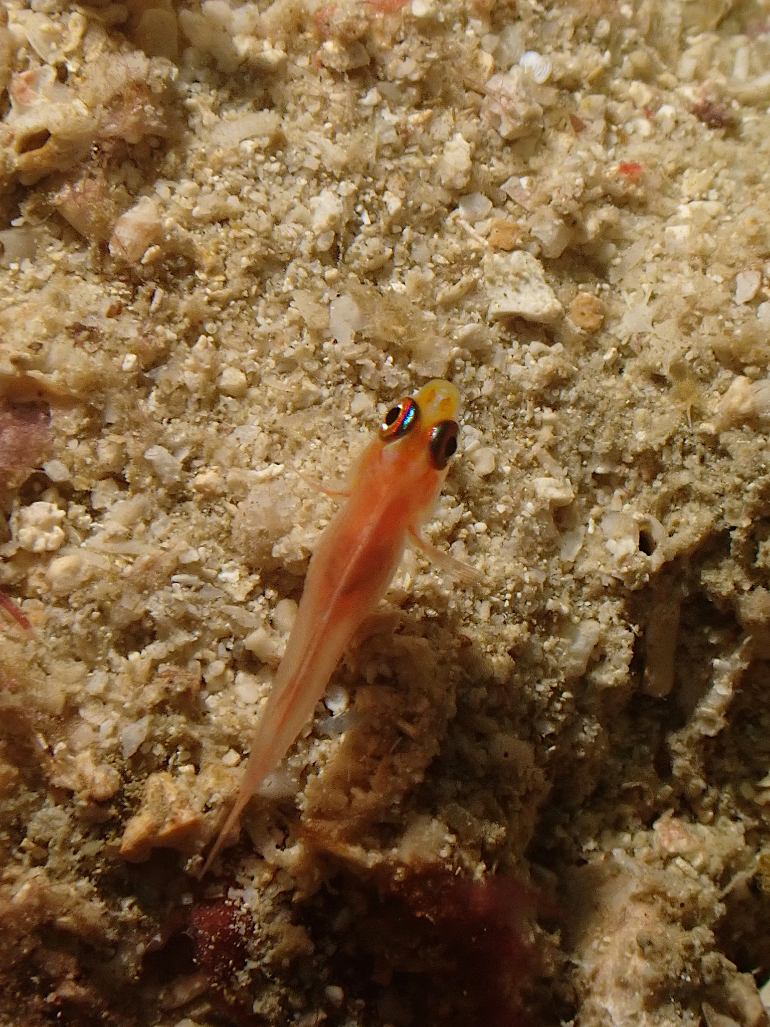 ภาพ ปลาบู่แคระซีด (Trimma anaima)