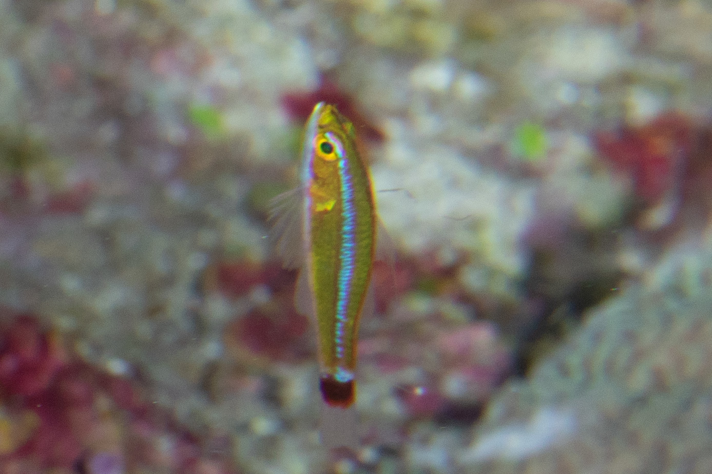 ภาพ ปลาบู่แคระ burridgeae (Trimma burridgeae)