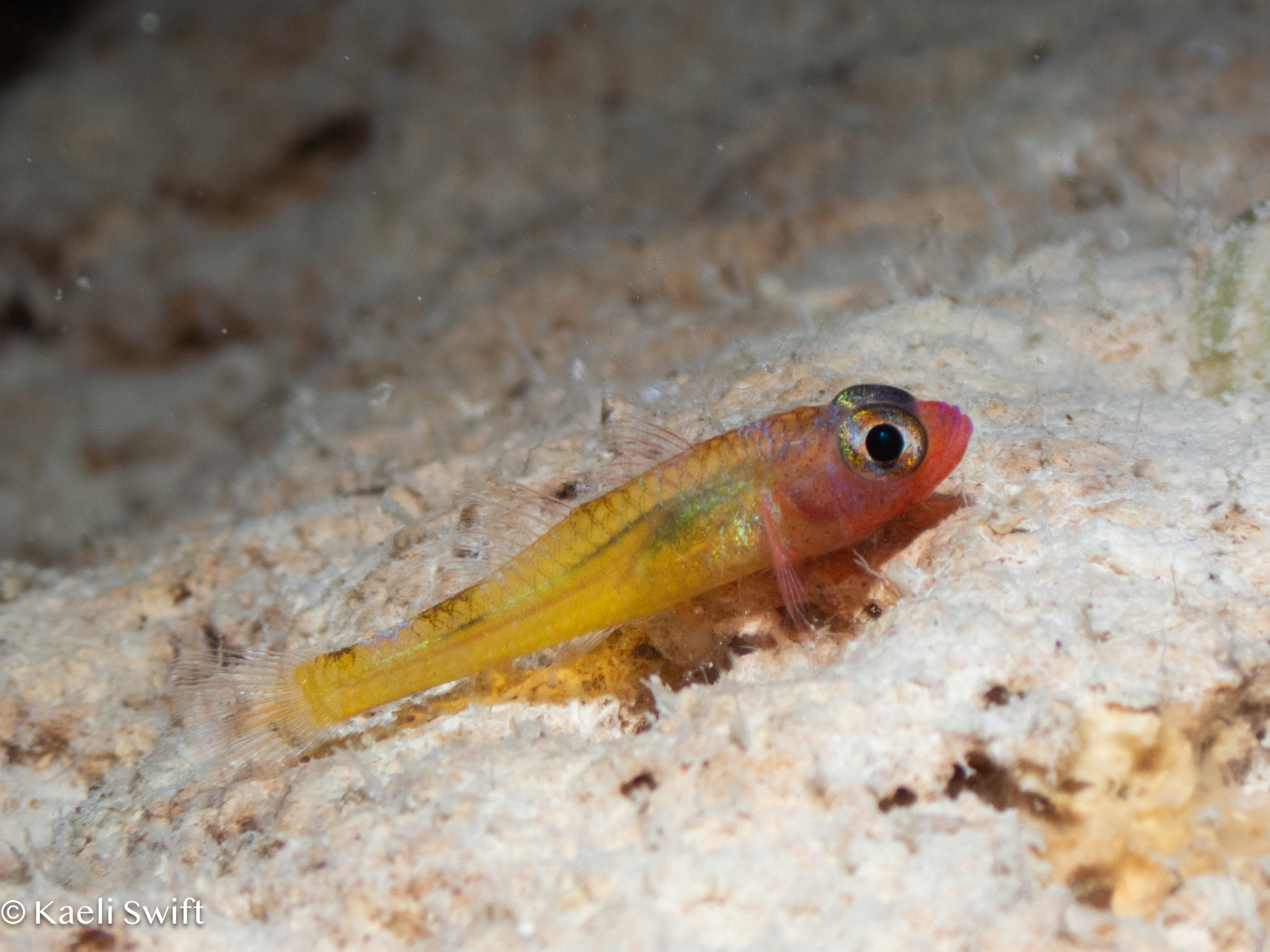 ภาพ ปลาบู่แคระเหลืองลายบั้ง (Trimma fasciatum)