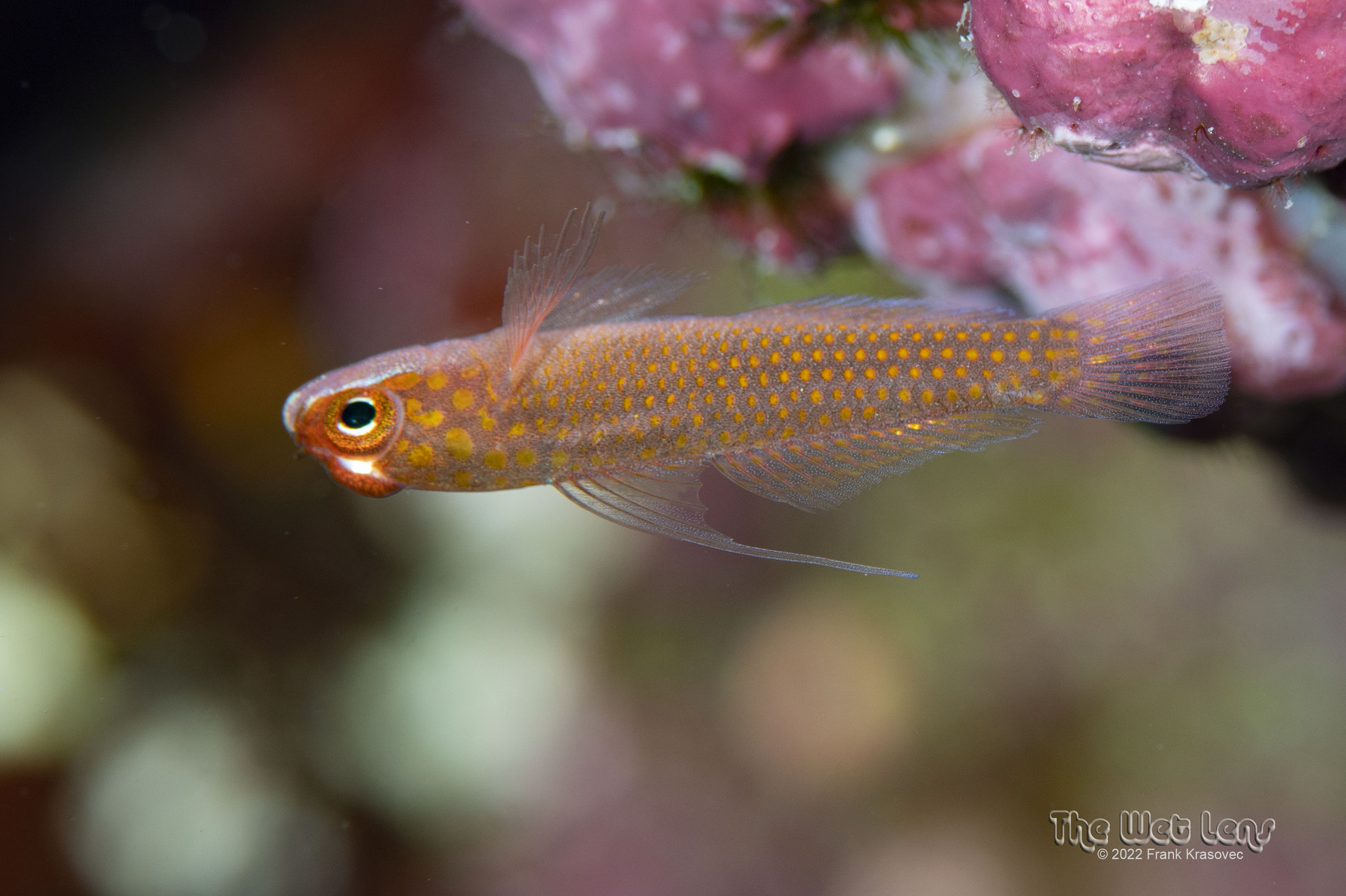 ภาพ ปลาบู่แคระ filamentosus (Trimma filamentosus)