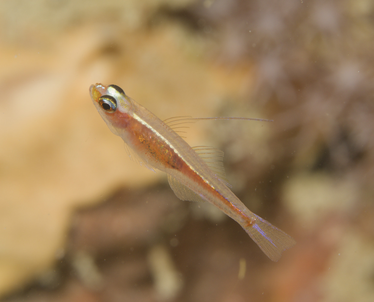 ภาพ ปลาบู่แคระเจ้าหญิง (Trimma marinae)