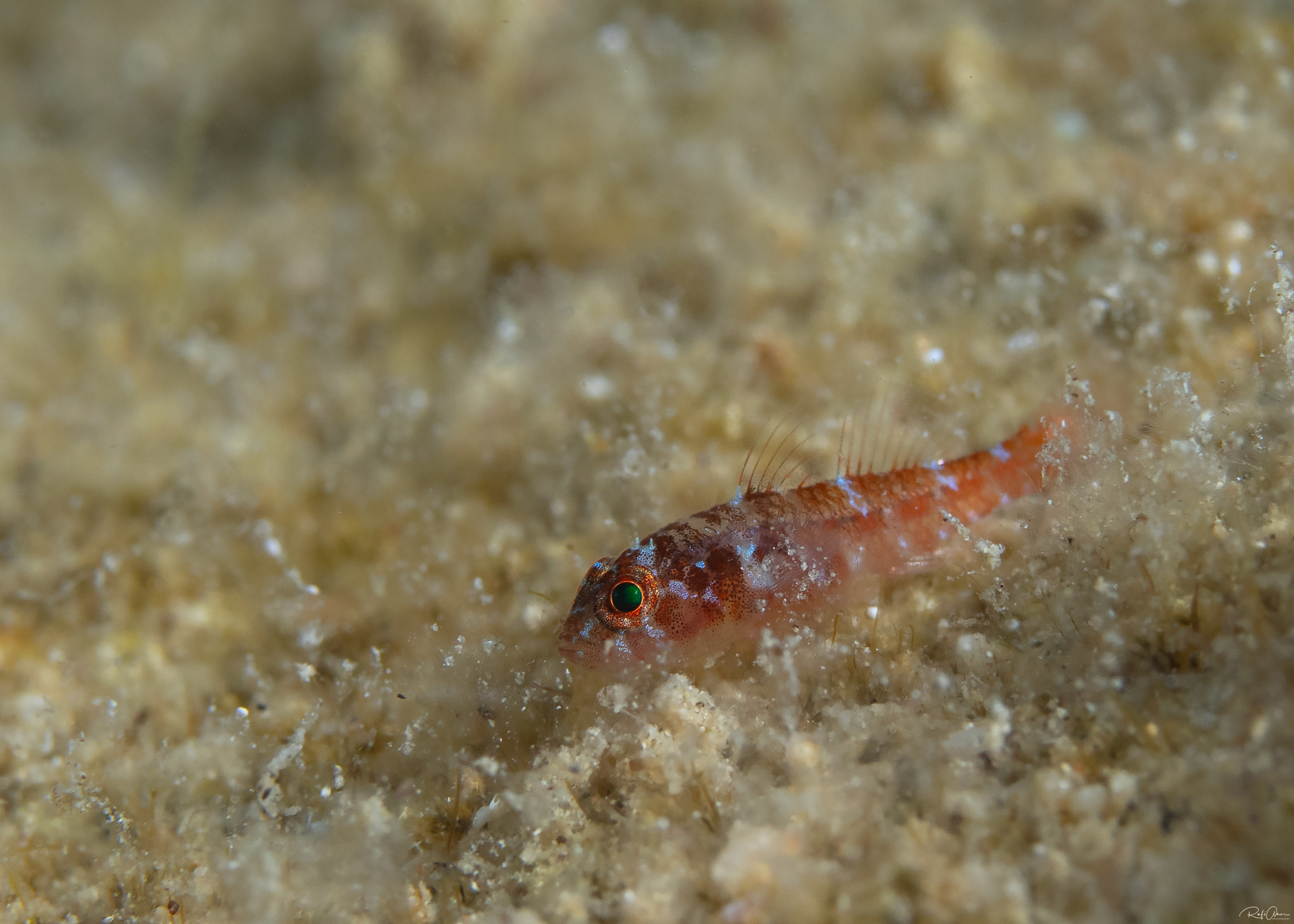 ภาพ ปลาบู่แคระ mendelssohni (Trimma mendelssohni)