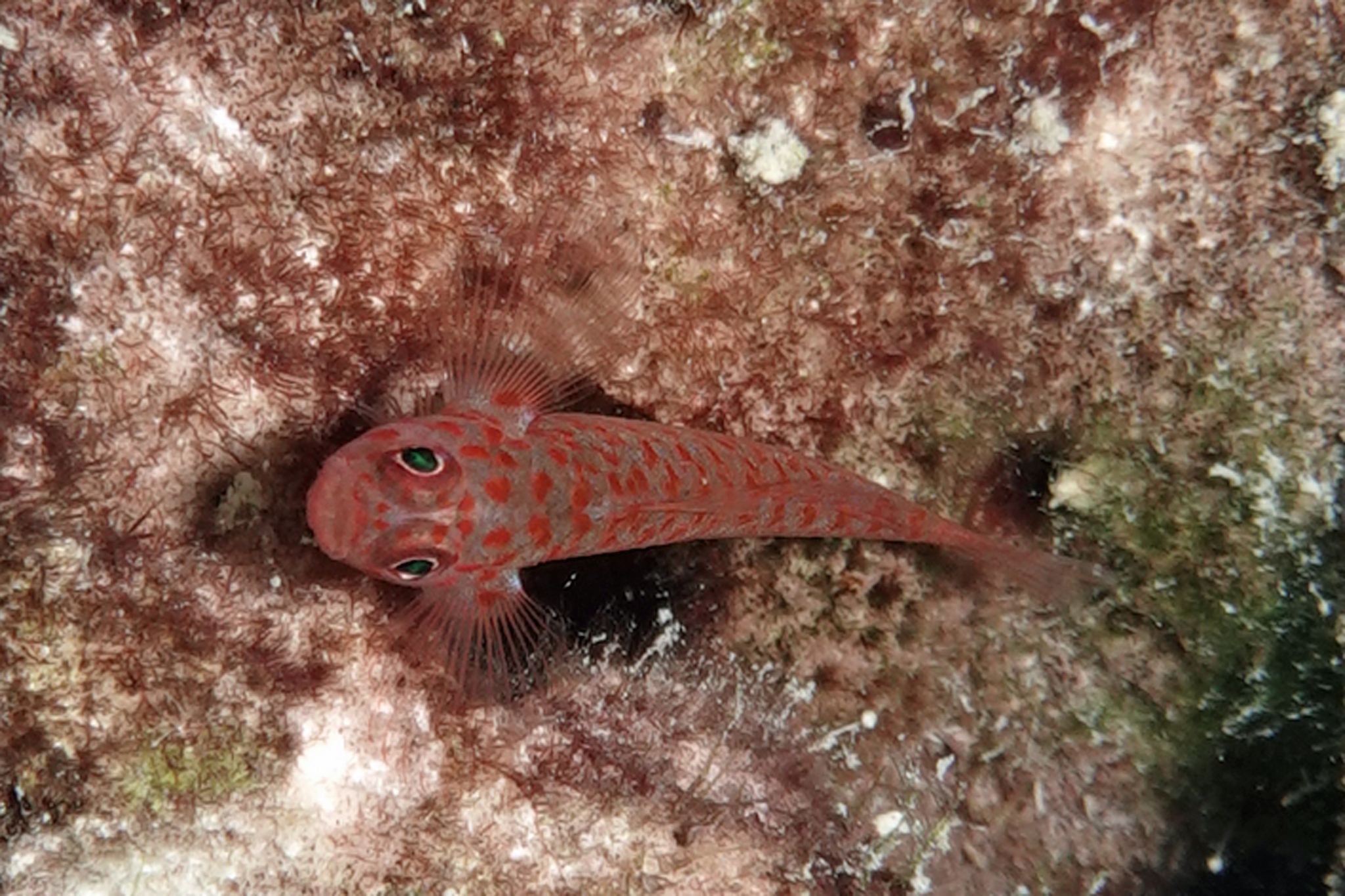 ภาพ ปลาบู่แคระ readerae (Trimma readerae)