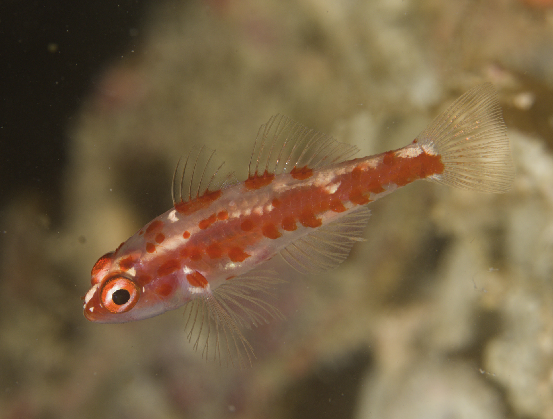 ภาพ ปลาบู่แคระบู่ (Trimma rubromaculatum)