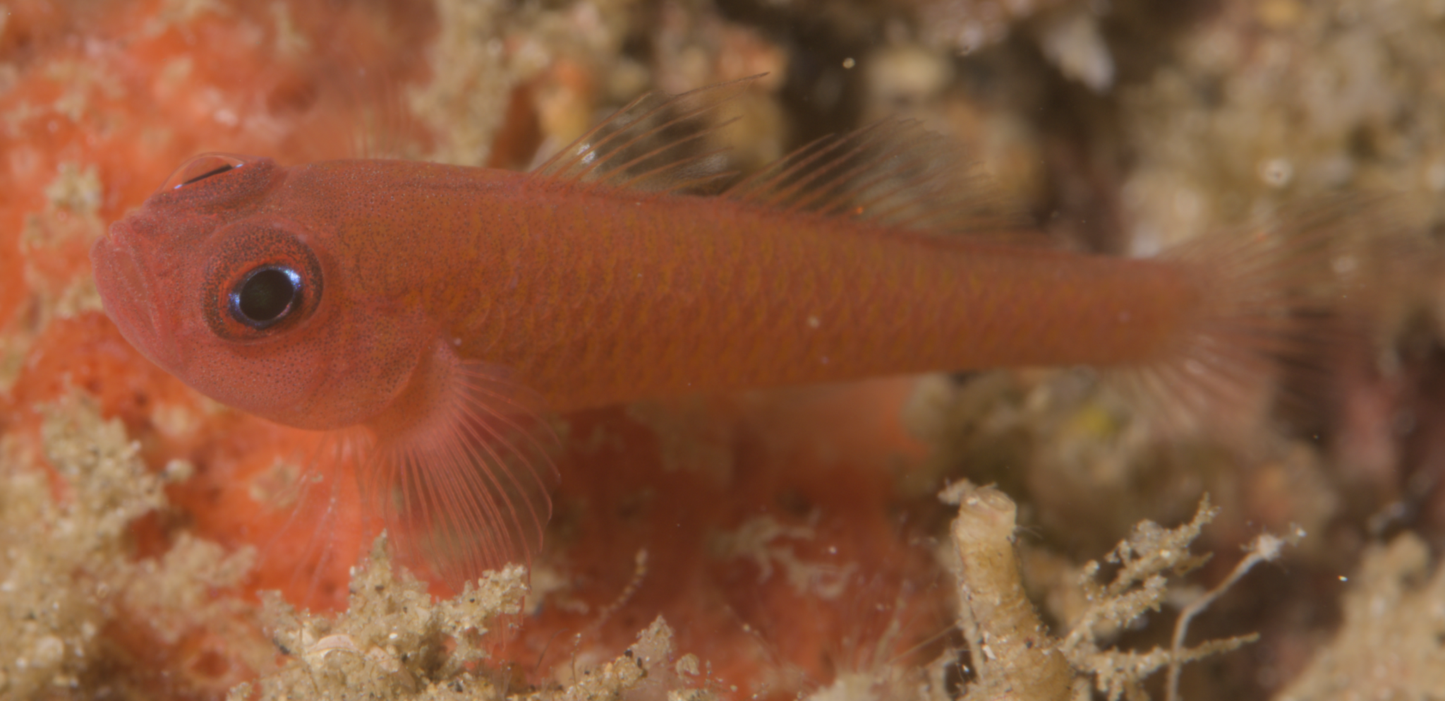 ภาพ ปลาบู่แคระ sanguinellus (Trimma sanguinellus)