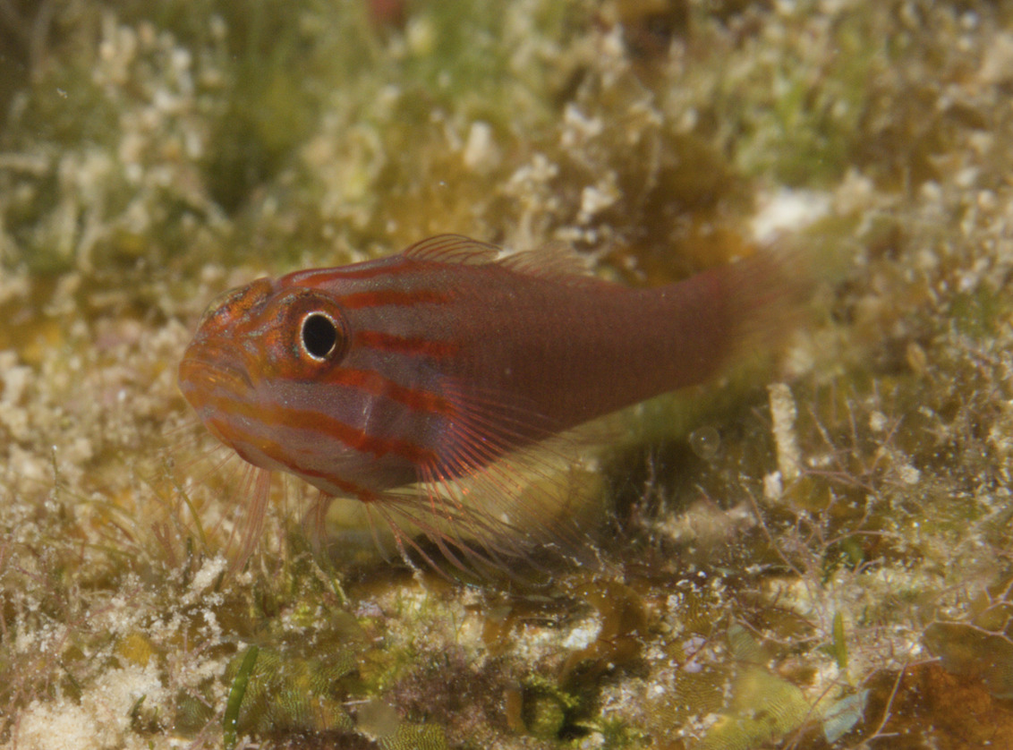 ภาพ ปลาบู่แคระแดงลายเส้นแคระ (Trimma striatum)