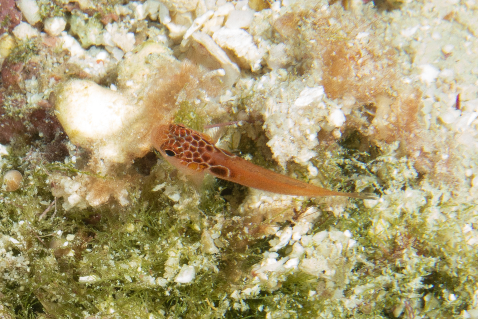 ภาพ ปลาบู่แคระ tauroculum (Trimma tauroculum)