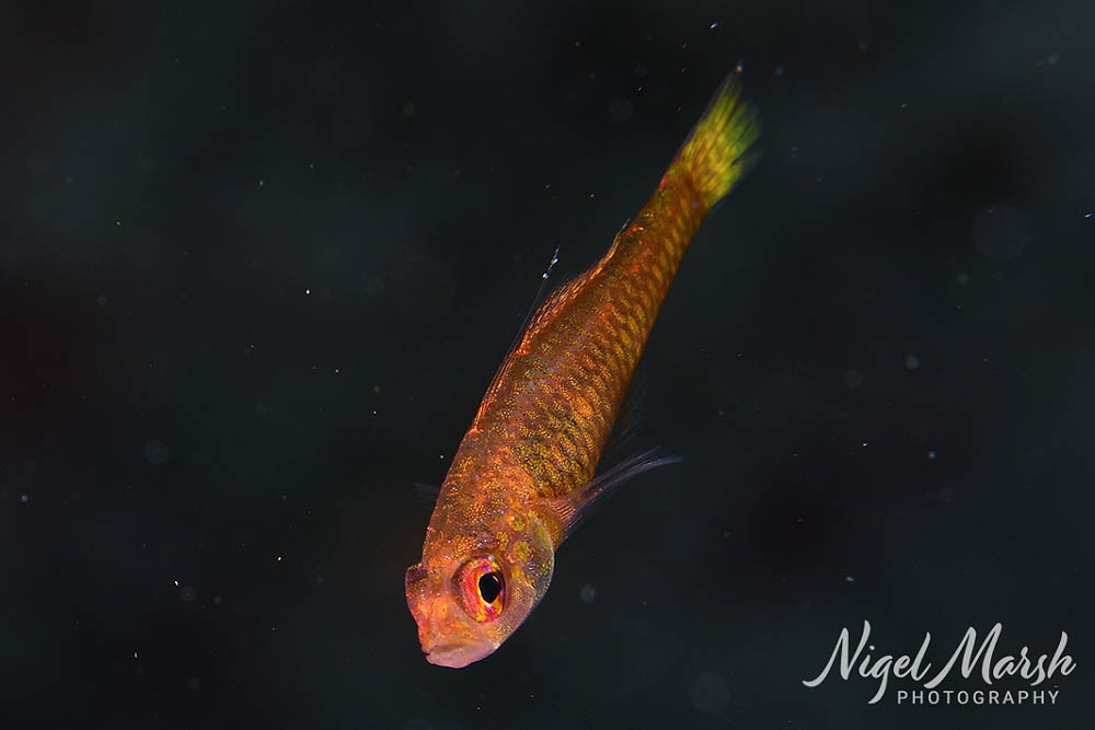 ภาพ ปลาบู่แคระ taylori (Trimma taylori)
