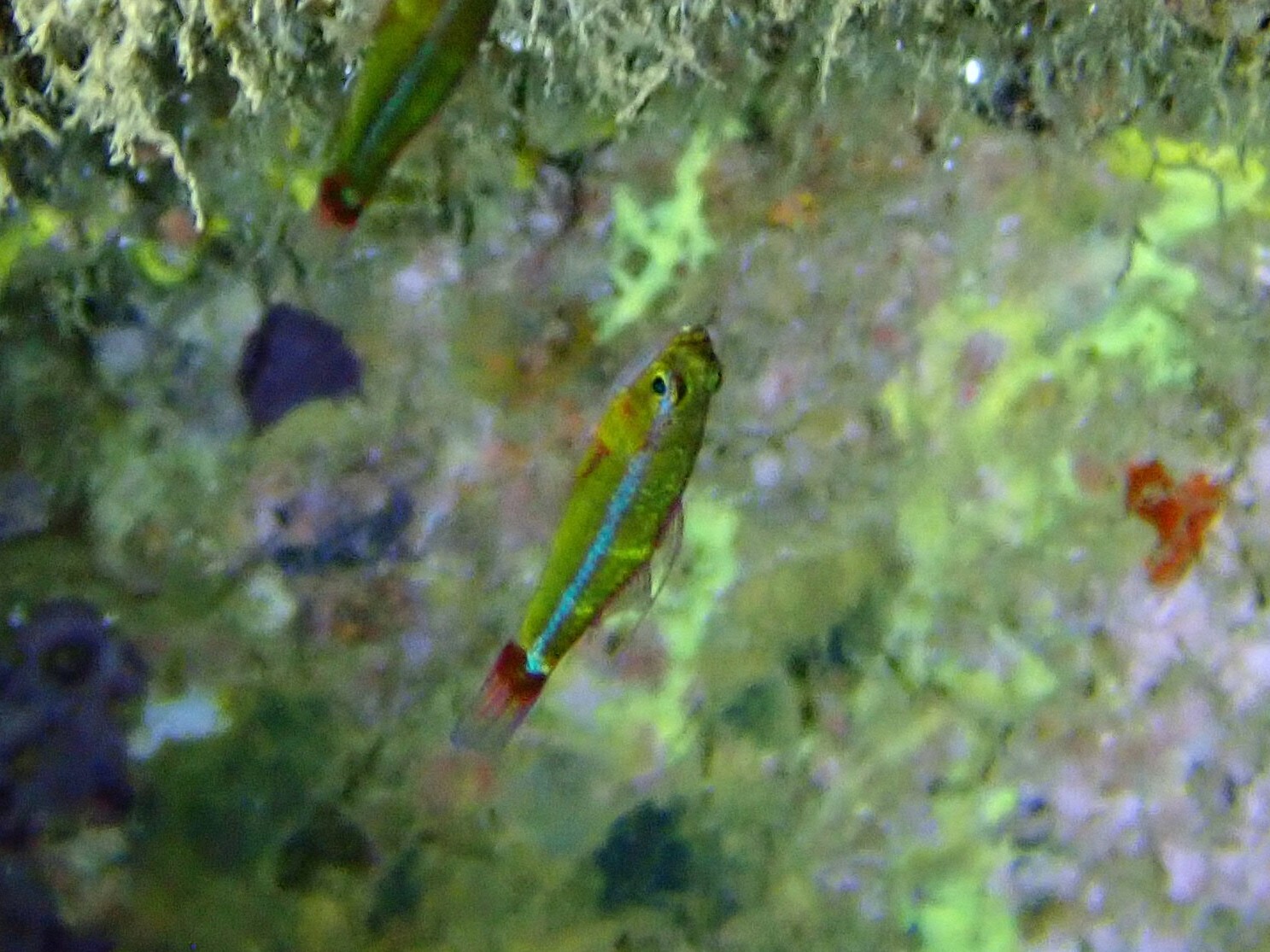 ภาพ ปลาบู่แคระน้ำเงินลายเส้น (Trimma tevegae)