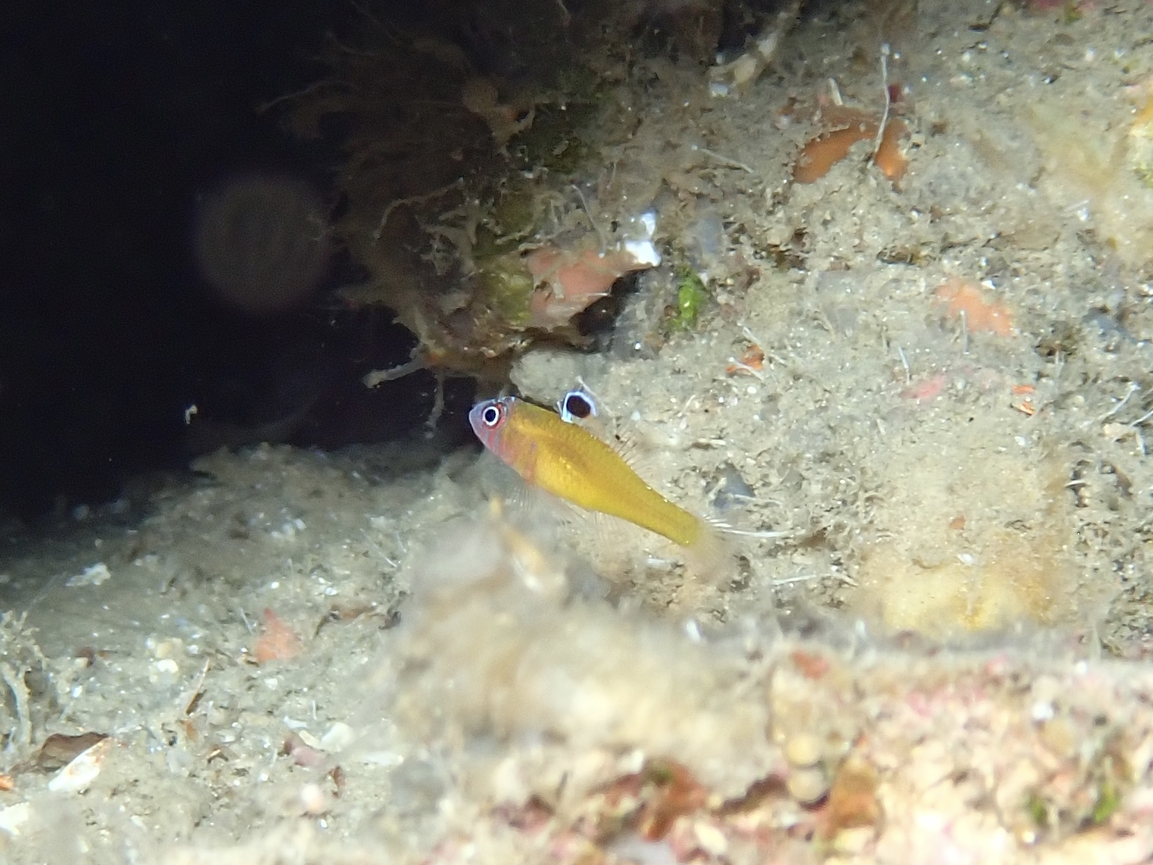 ภาพ ปลาบู่แคระสามแคระบู่ (Trimma trioculatum)