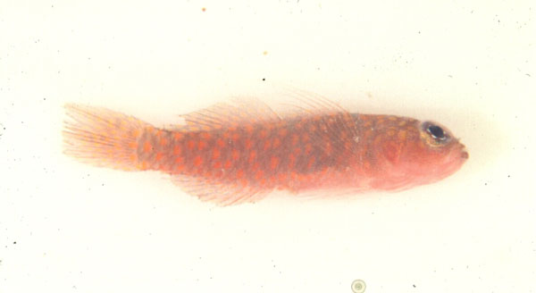 ภาพ ปลาบู่แคระ volcana (Trimma volcana)
