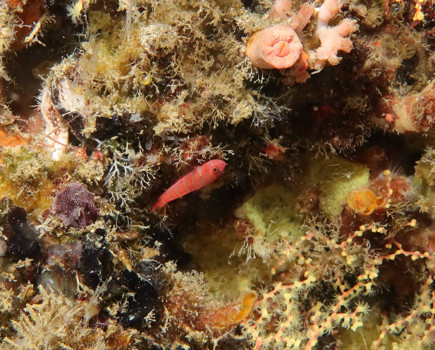 ภาพ ปลาบู่บู่ (Trimmatom pharus)
