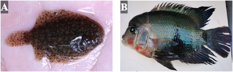 ภาพ ปลา fimbriatus (Trinectes fimbriatus)