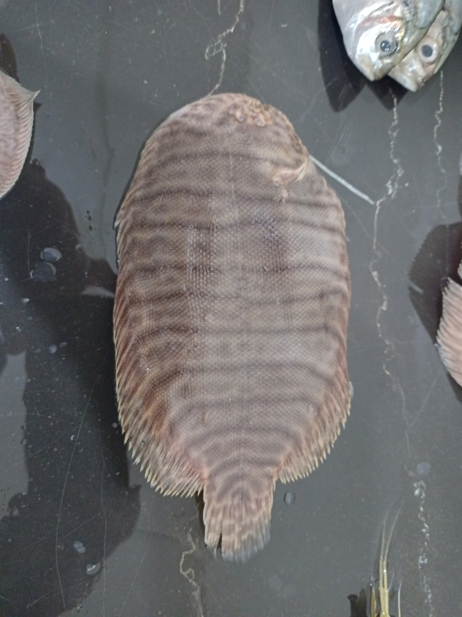 ภาพ ปลา fonsecensis (Trinectes fonsecensis)