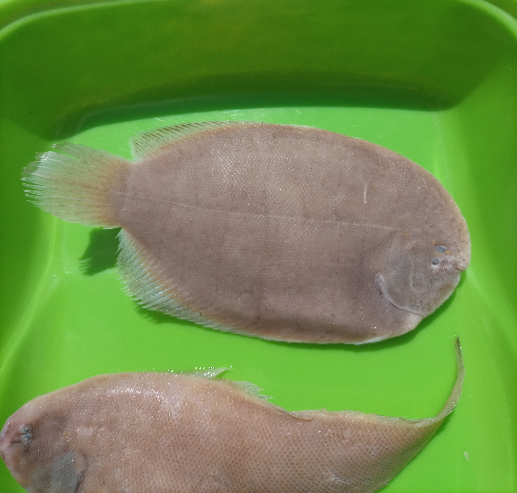 ภาพ ปลา paulistanus (Trinectes paulistanus)