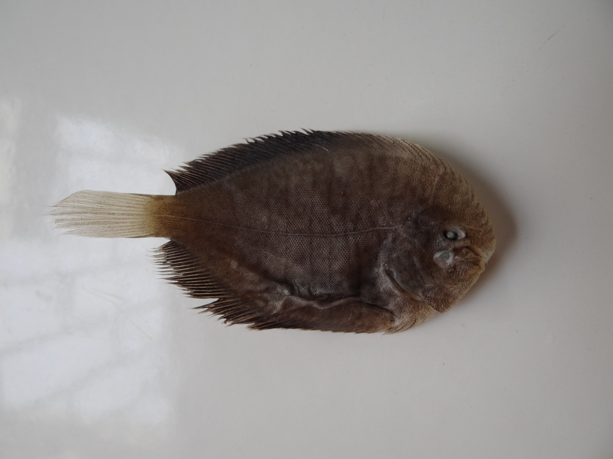 ภาพ ปลา xanthurus (Trinectes xanthurus)