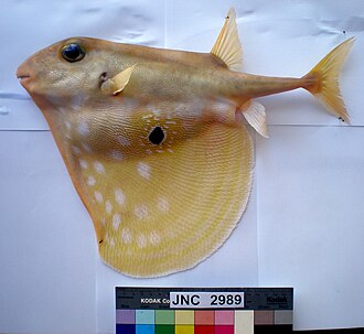 ภาพ ปลา macropterus (Triodon macropterus)
