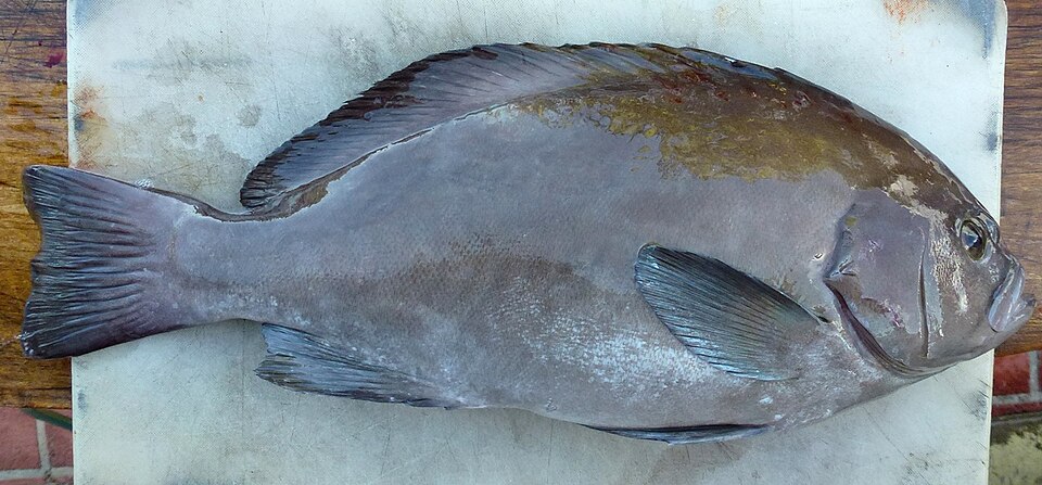 ภาพ ปลากะรังครีบดำ (Triso dermopterus)