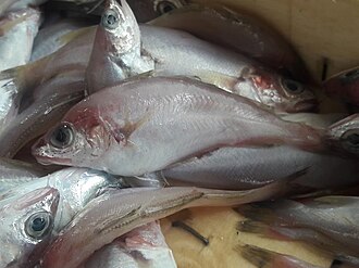 ภาพ ปลา capelanus (Trisopterus capelanus)