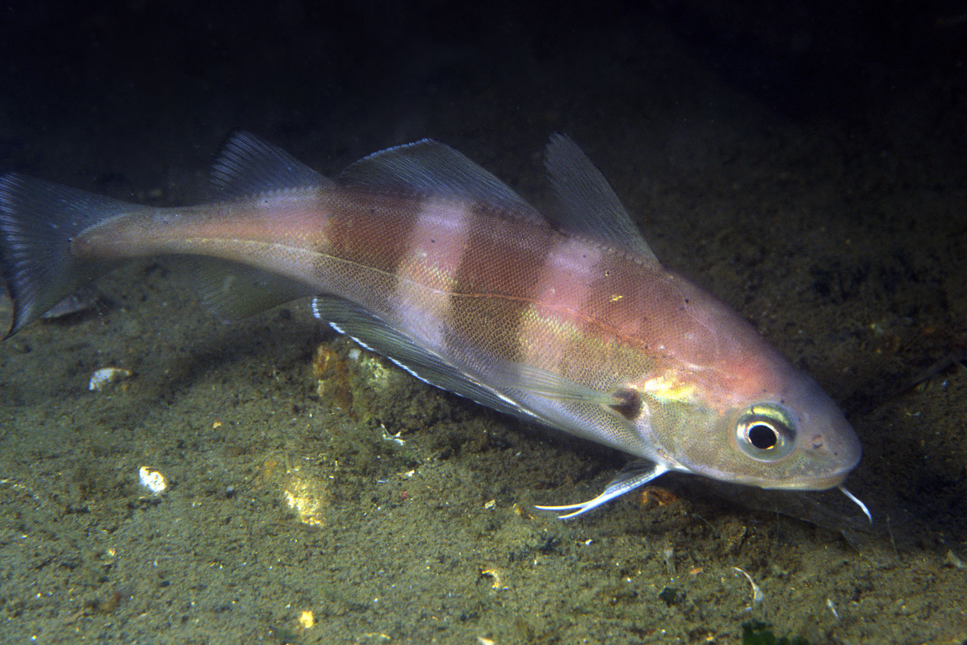 ภาพ ปลา luscus (Trisopterus luscus)