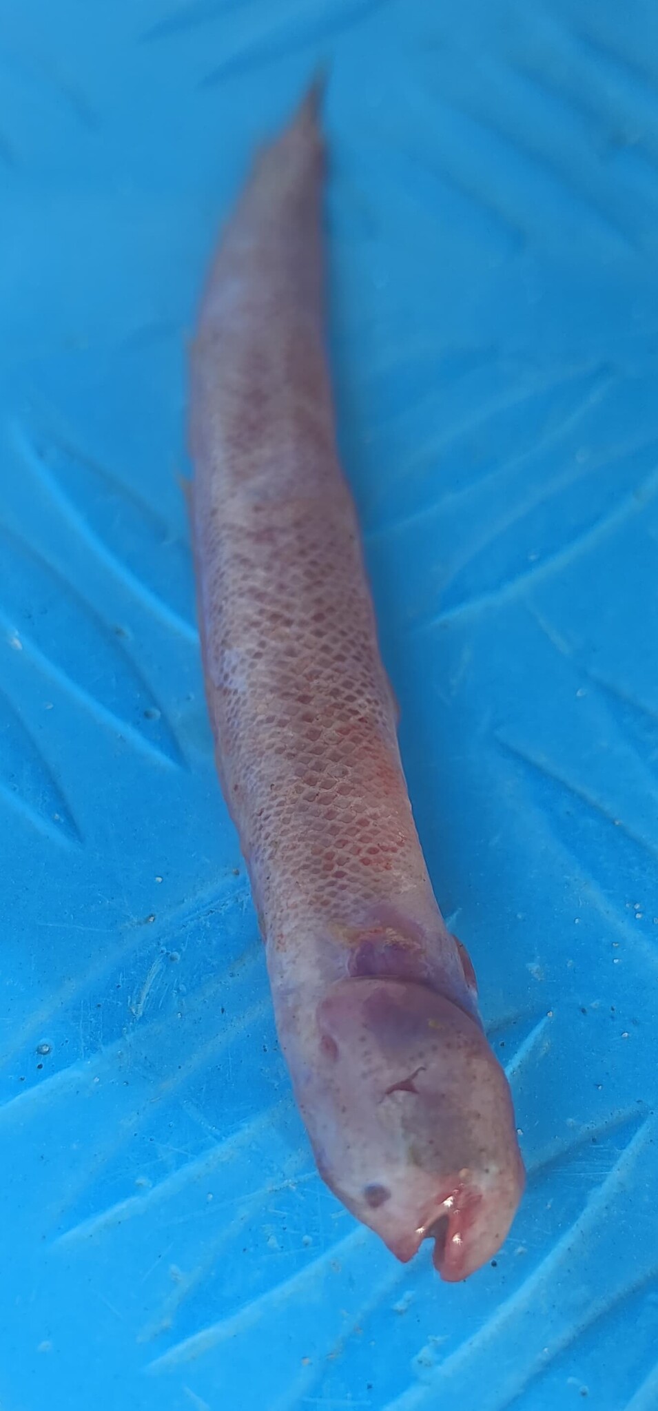 ภาพ ปลาเขือ (Trypauchen vagina)