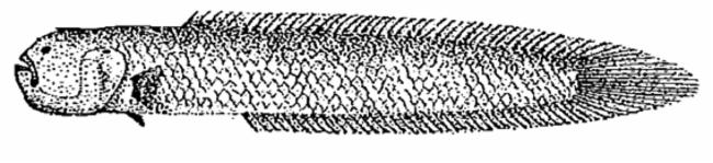 ภาพ ปลาบู่ larsonae (Trypauchenichthys larsonae)
